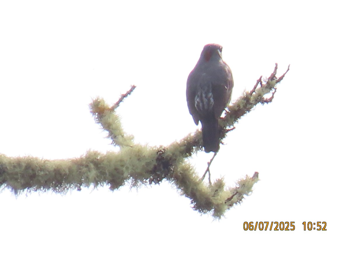 Red-crested Cotinga - ML637928644