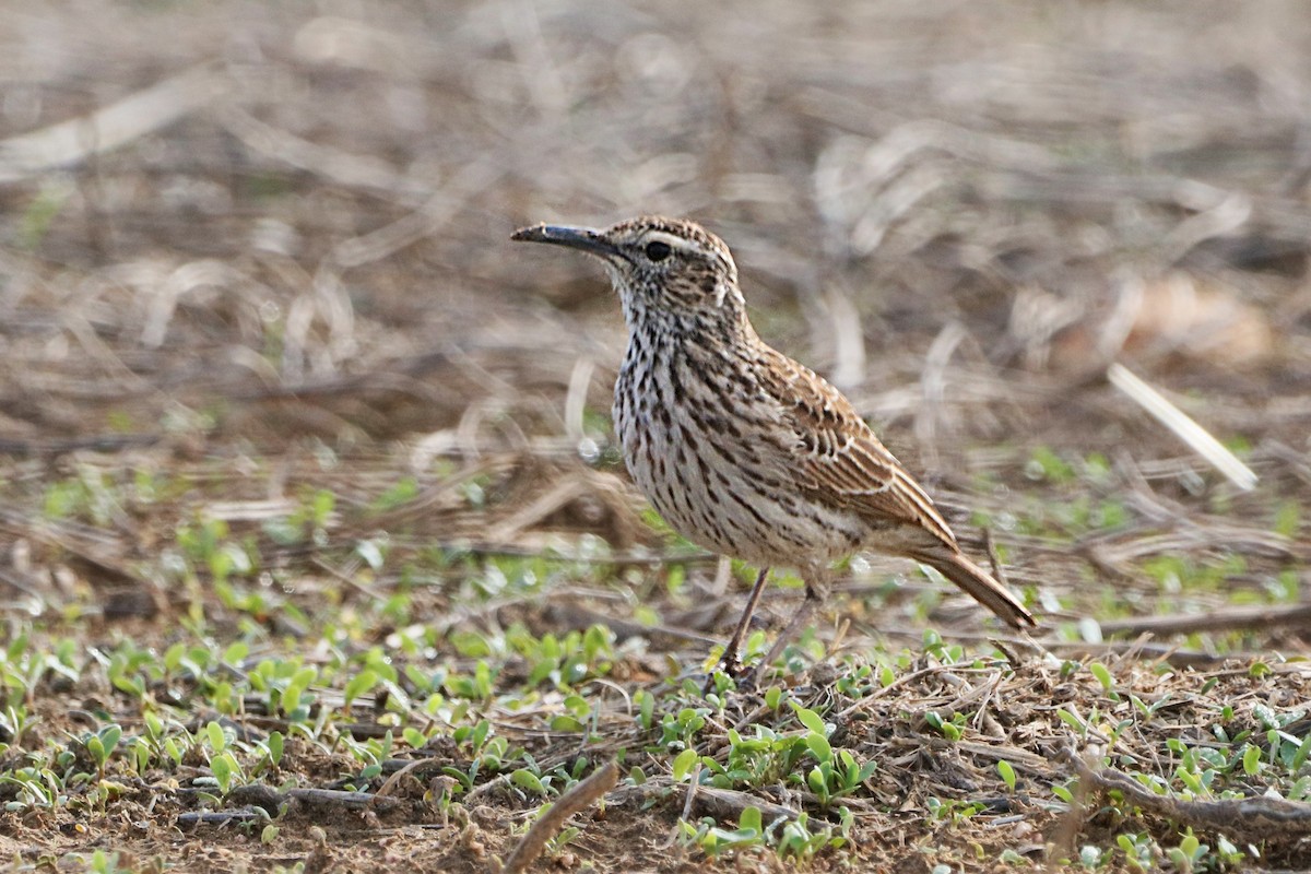 Cape Long-billed Lark (Cape) - ML637928645