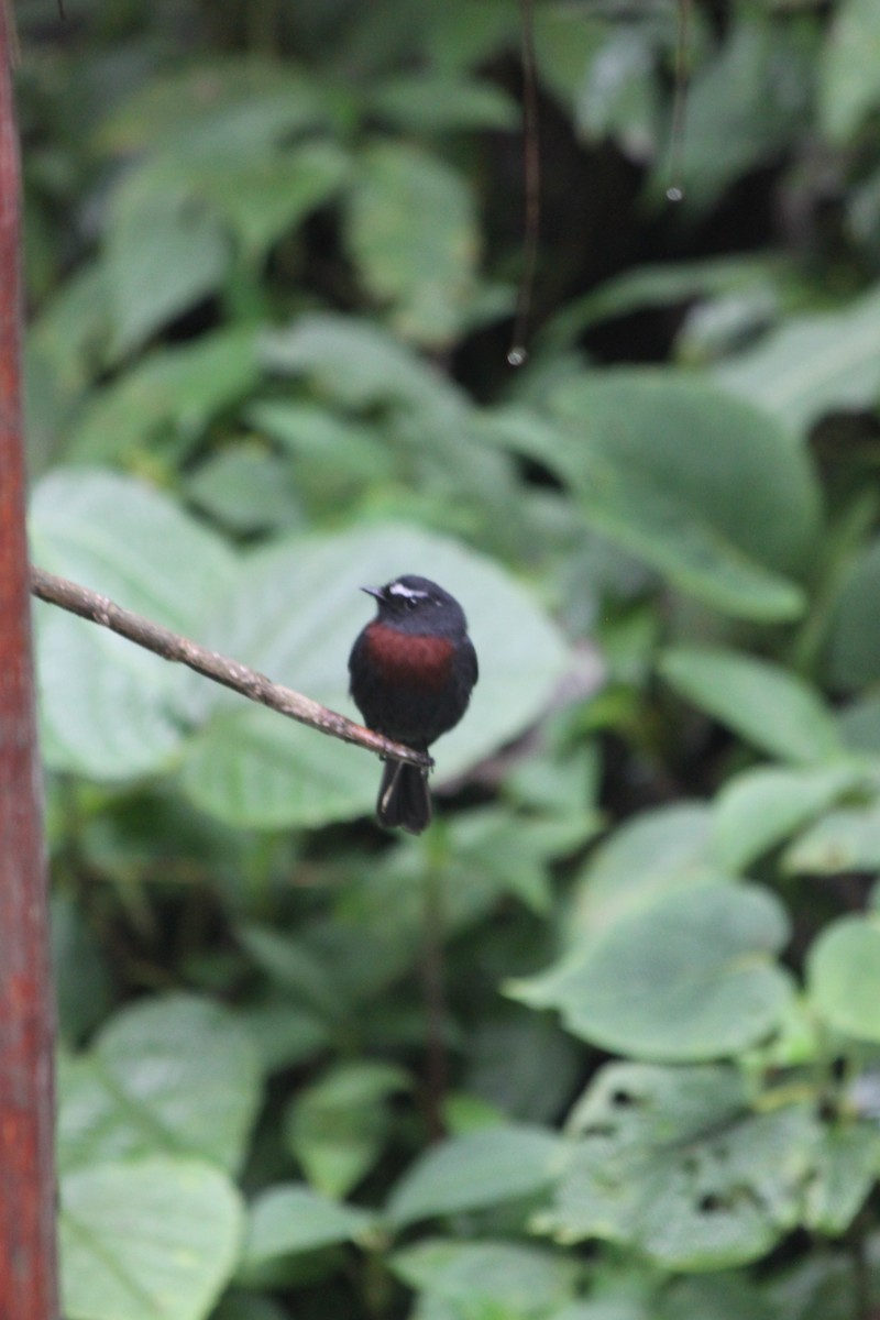 Maroon-belted Chat-Tyrant - ML637928675