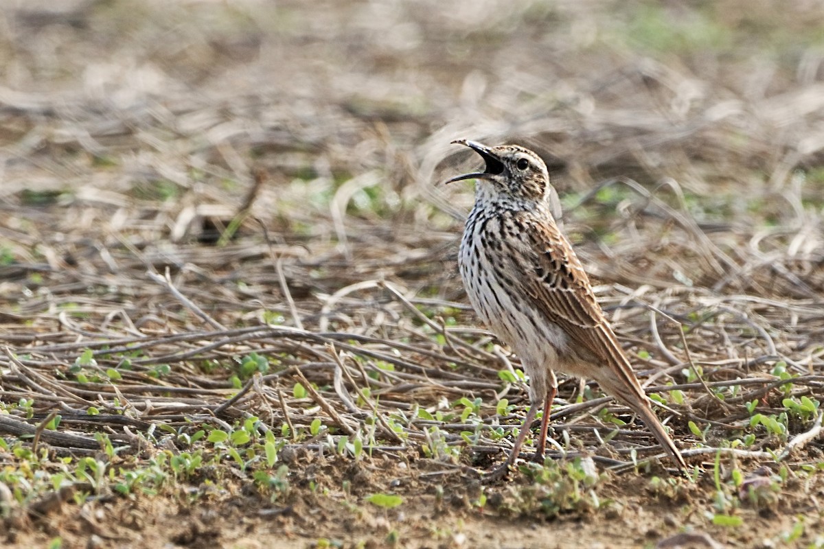 Cape Long-billed Lark (Cape) - ML637928676