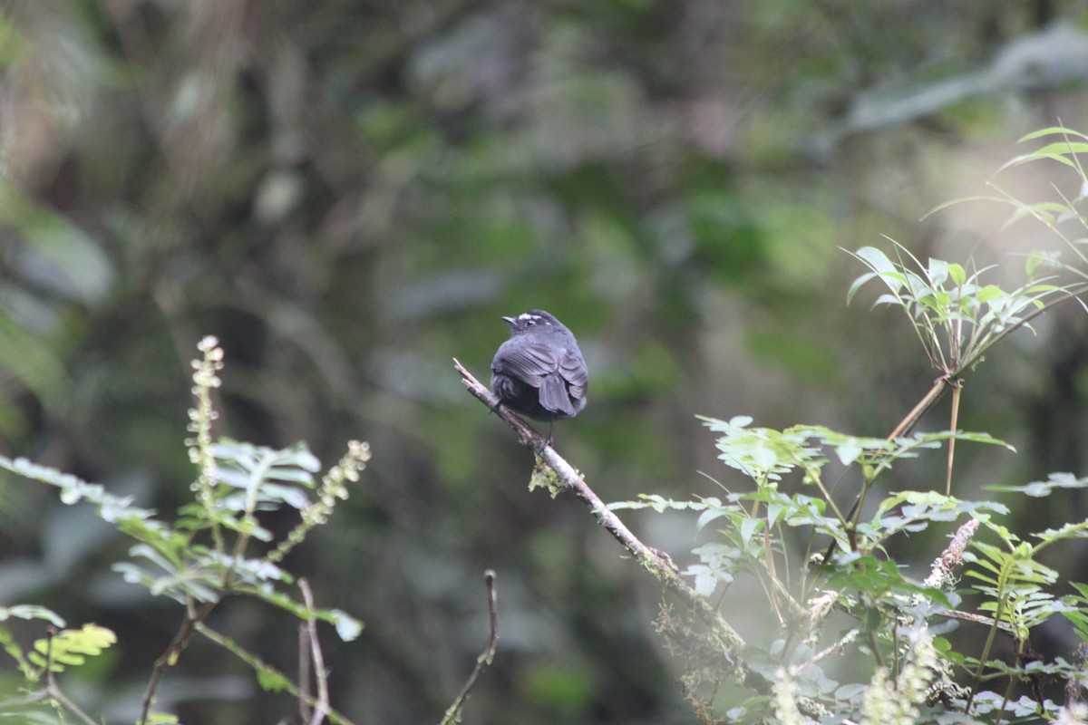 Maroon-belted Chat-Tyrant - ML637928677