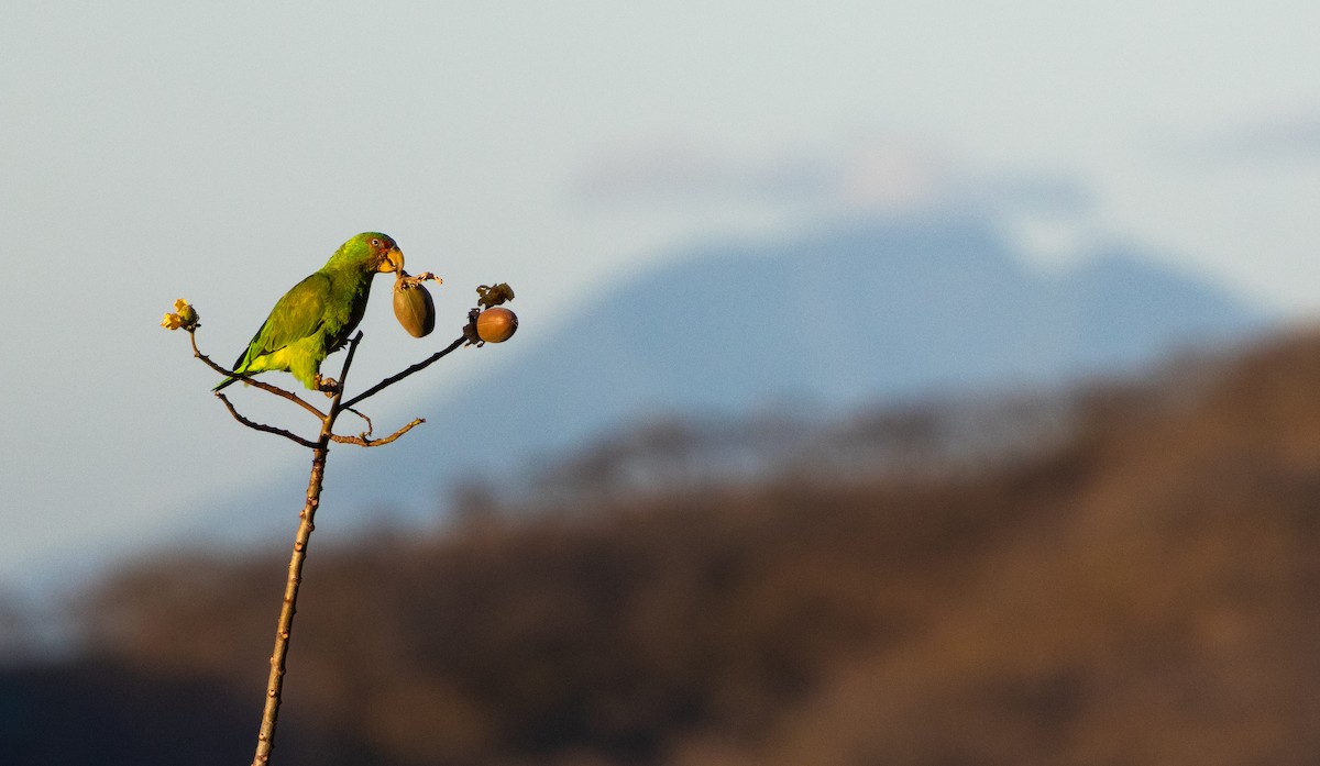 White-fronted Amazon - ML637928729