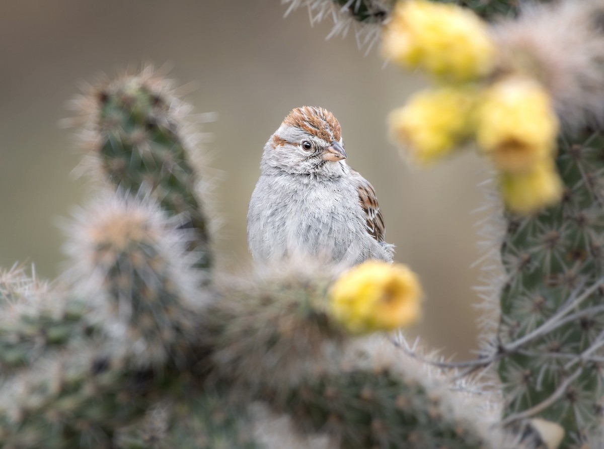 Rufous-winged Sparrow - ML637928730