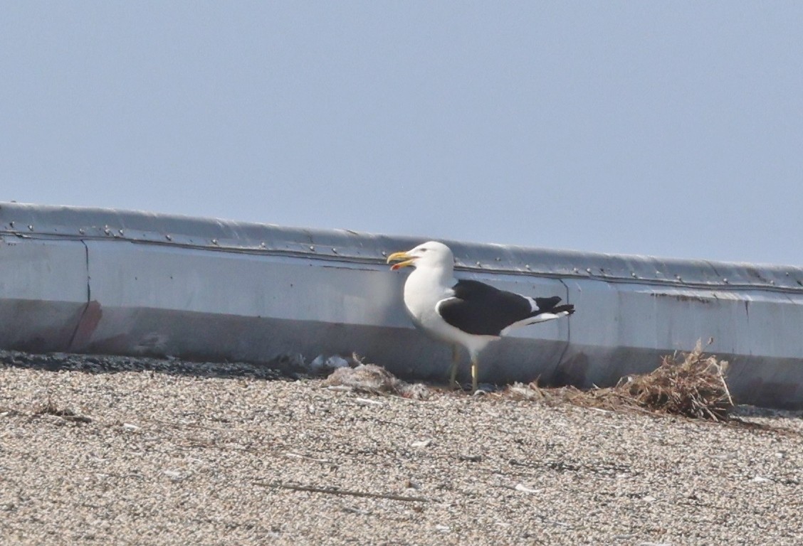 eBird Checklist - 21 Jun 2025 - stakeout Kelp Gull, Milwaukee (2025 ...