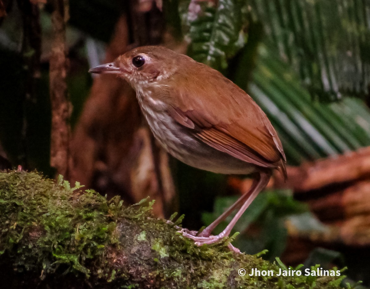 Thrush-like Antpitta - ML637928786