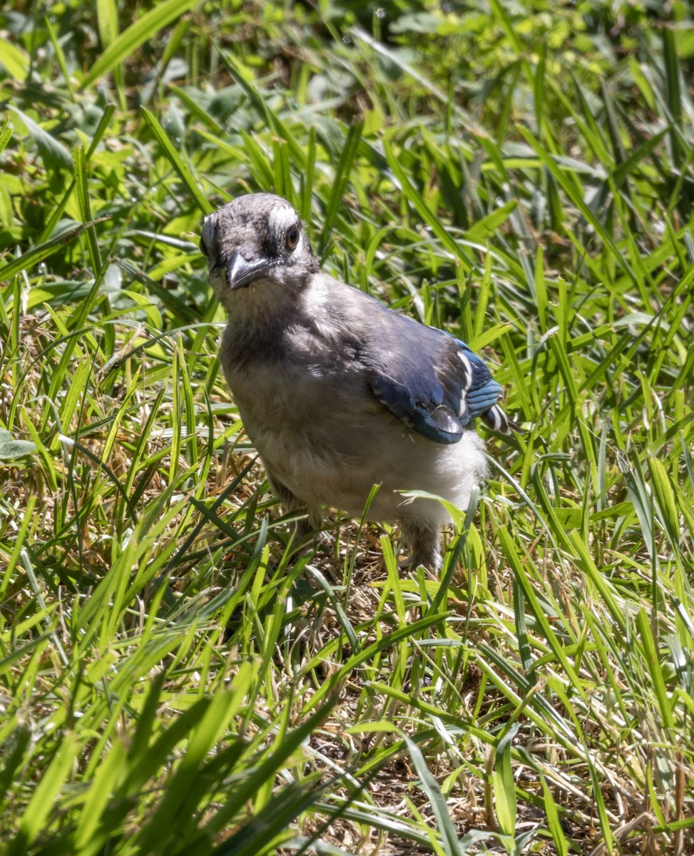 Blue Jay - ML637928819