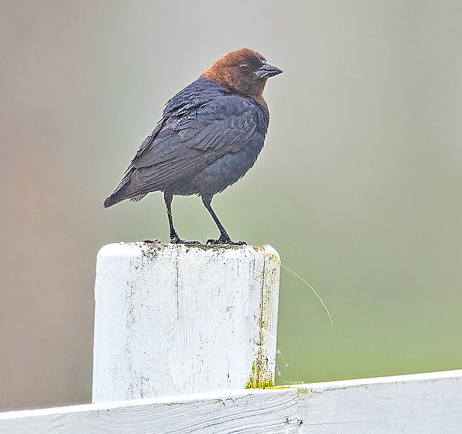 Brown-headed Cowbird - ML637928820