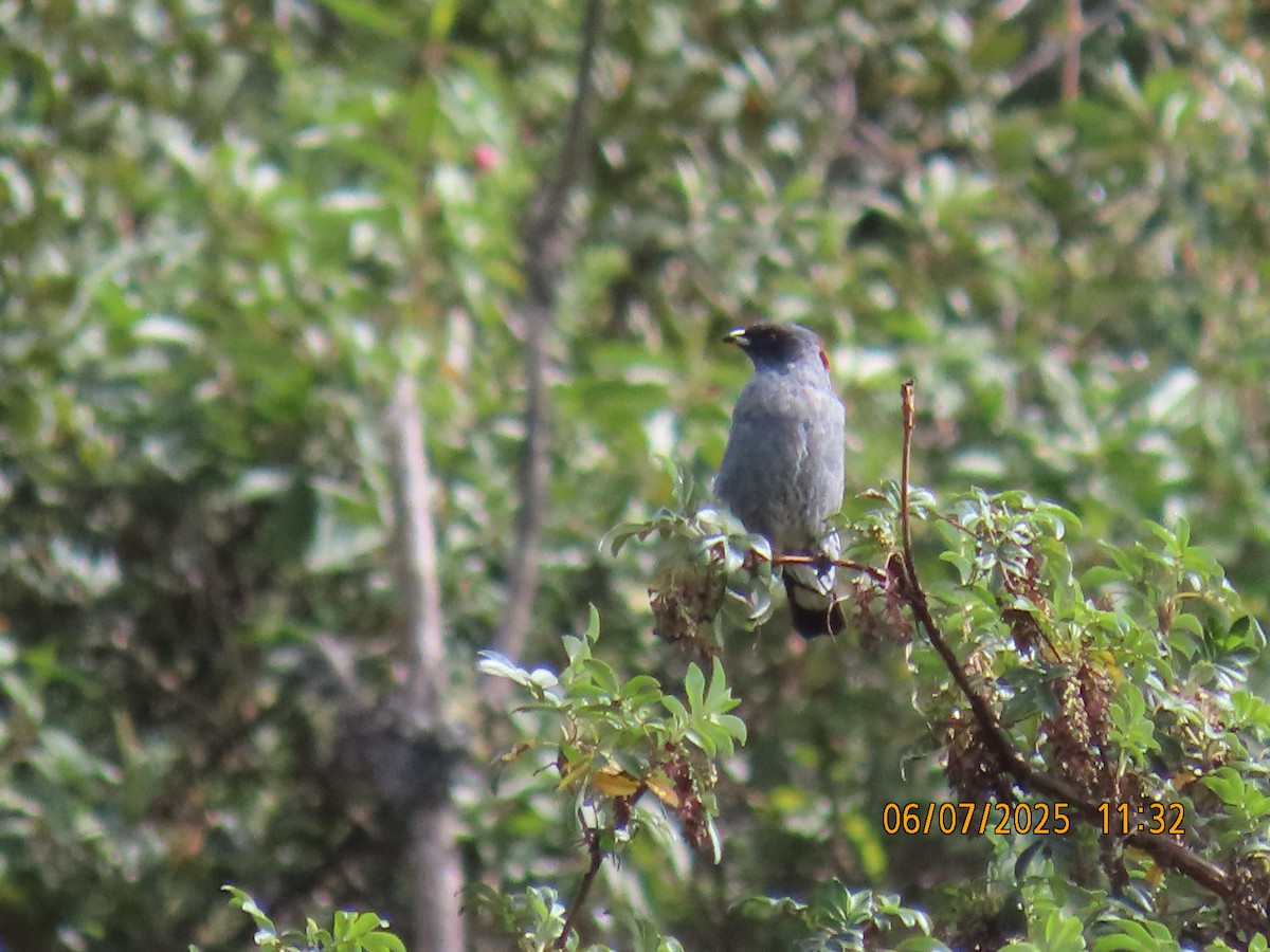 Red-crested Cotinga - ML637928848