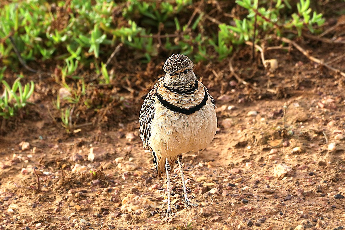 Double-banded Courser - ML637928852