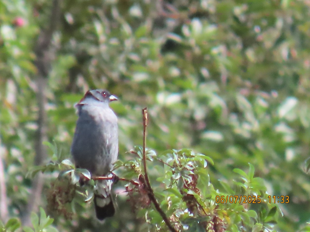 Red-crested Cotinga - ML637928855