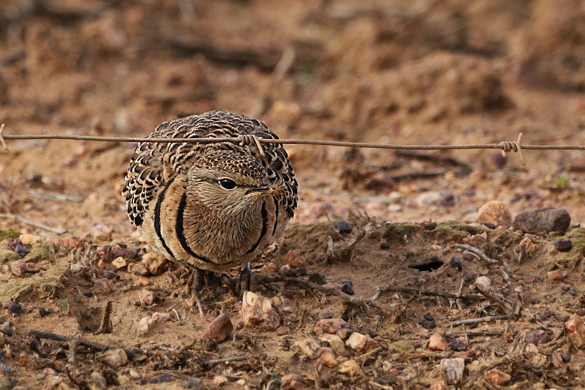 Double-banded Courser - ML637928865