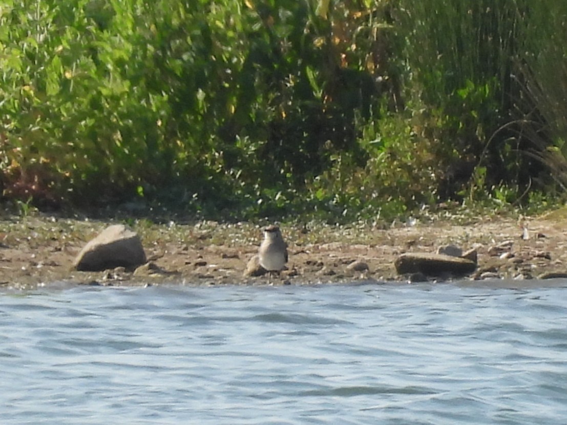 Collared Pratincole - ML637928866