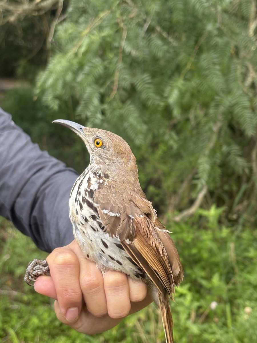 Long-billed Thrasher - ML637928925