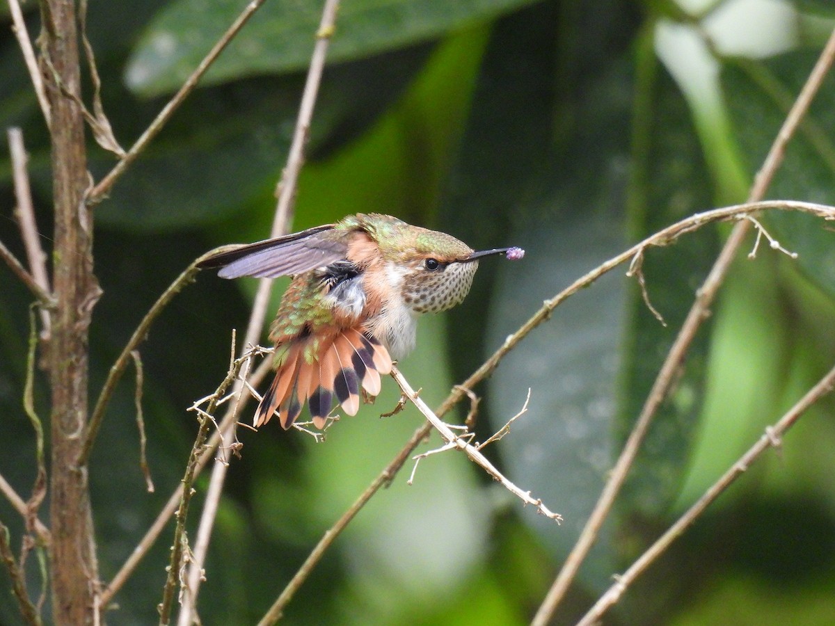 Scintillant Hummingbird - ML637928942