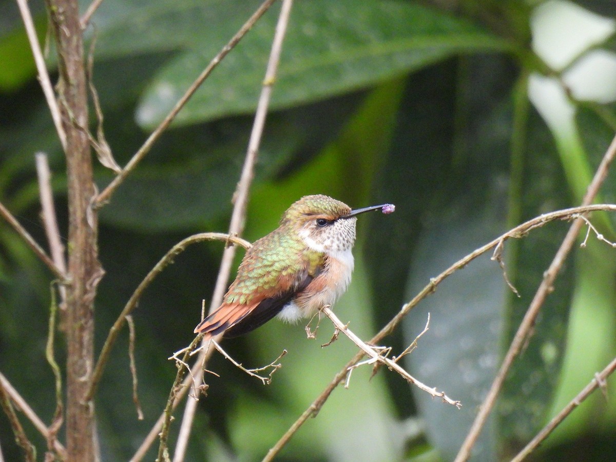 Scintillant Hummingbird - ML637928943