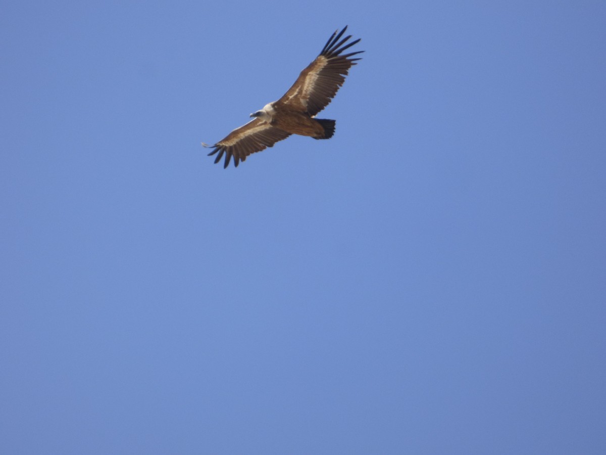 Eurasian Griffon - ML637928983