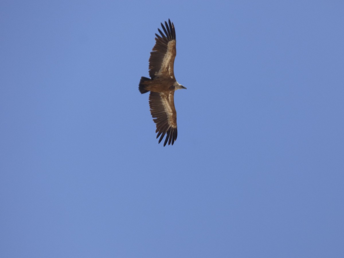 Eurasian Griffon - ML637928984