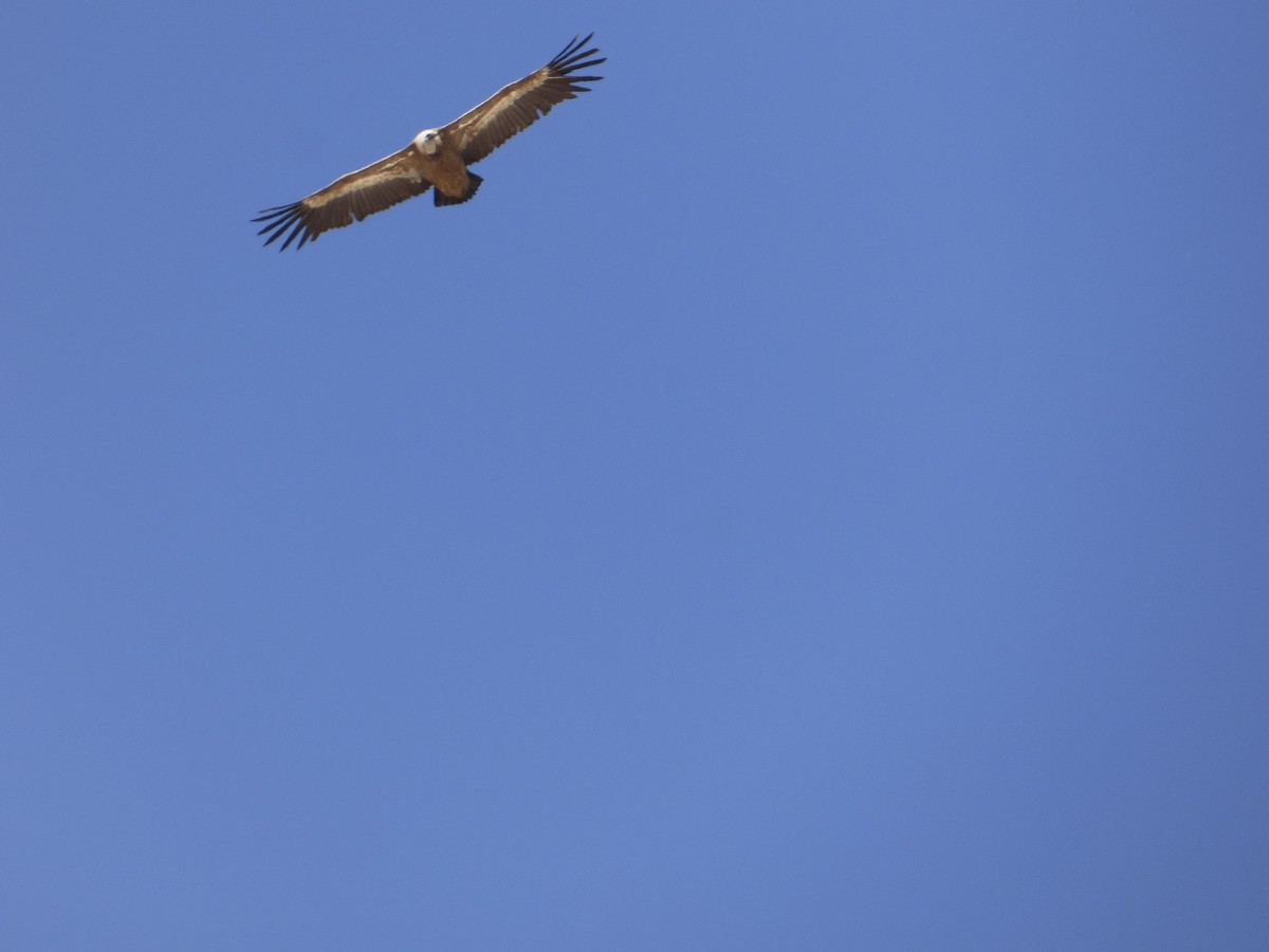 Eurasian Griffon - ML637928985