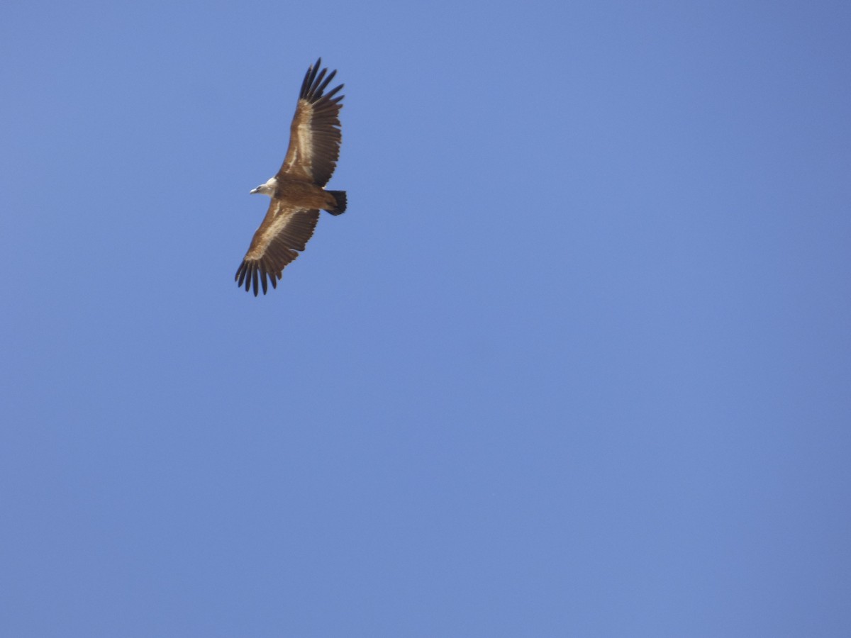 Eurasian Griffon - ML637928986
