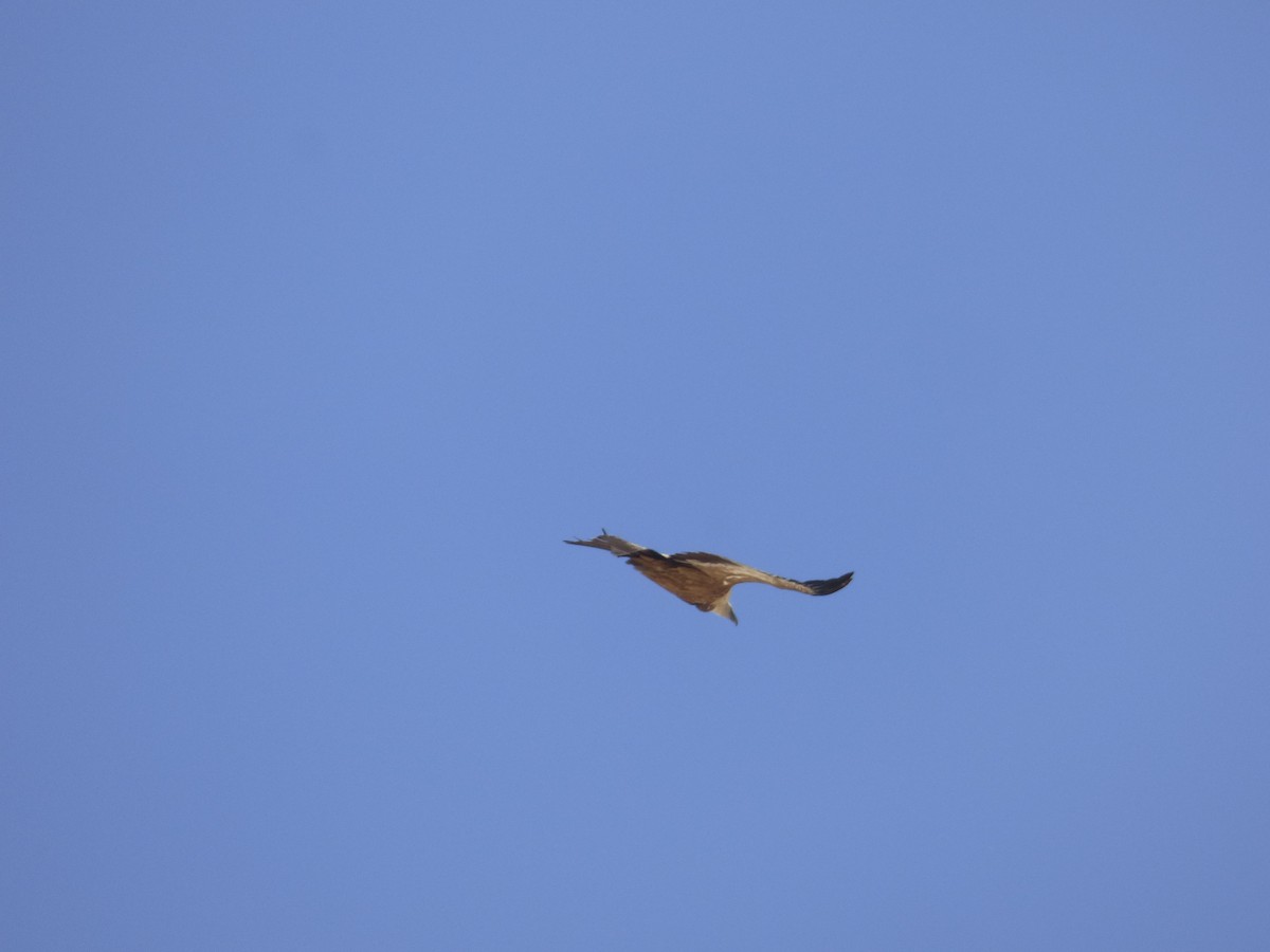 Eurasian Griffon - ML637928987