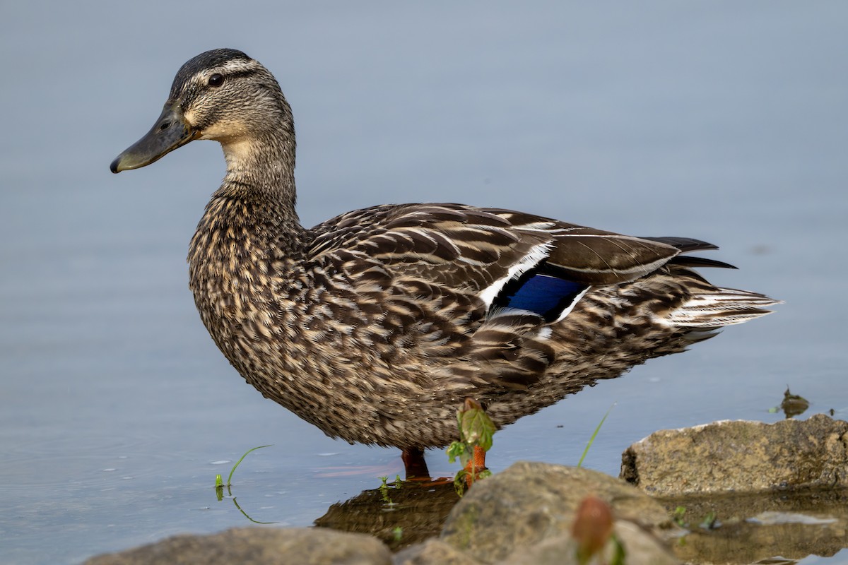 Mallard - ML637929004