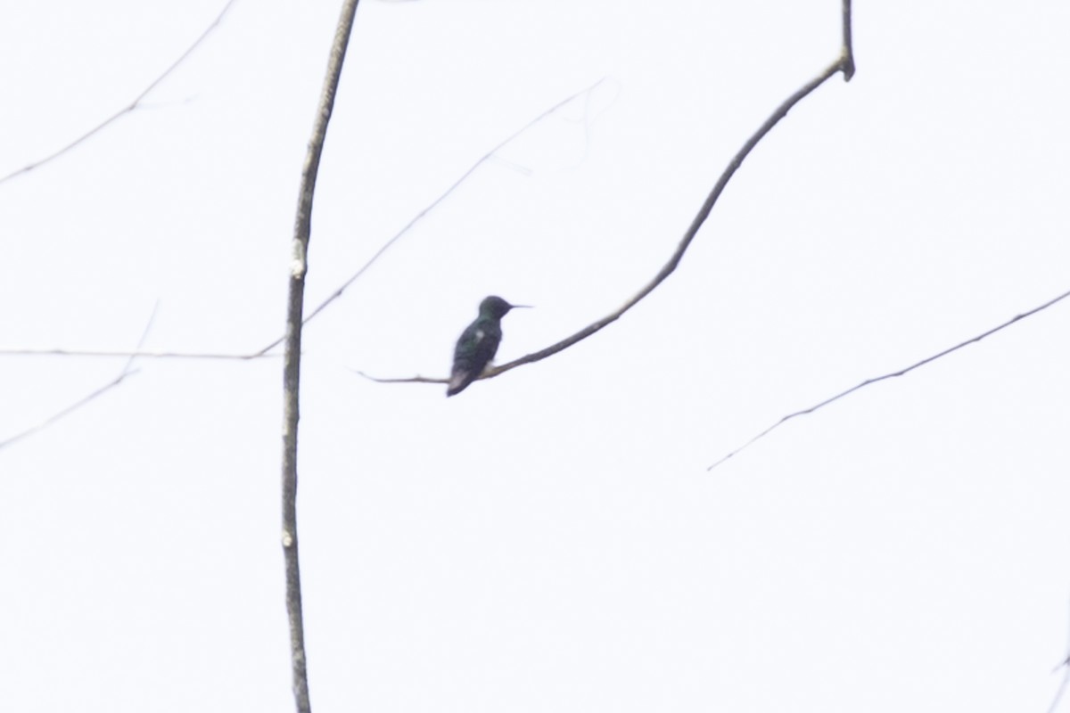 Black-bellied Thorntail - ML637929033
