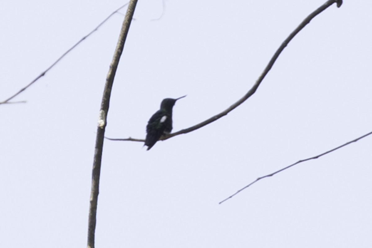 Black-bellied Thorntail - ML637929034