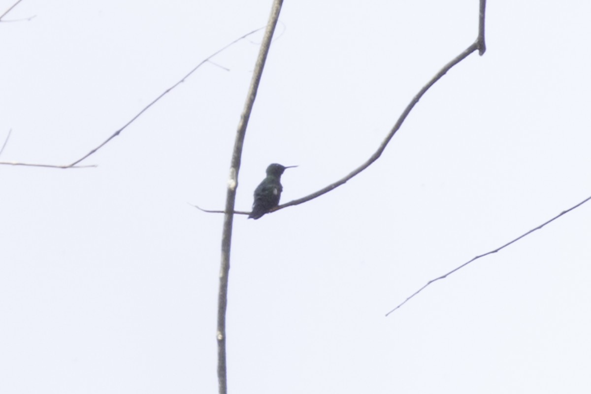 Black-bellied Thorntail - ML637929035