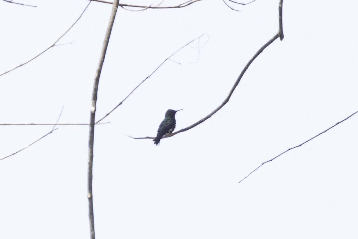 Black-bellied Thorntail - ML637929036