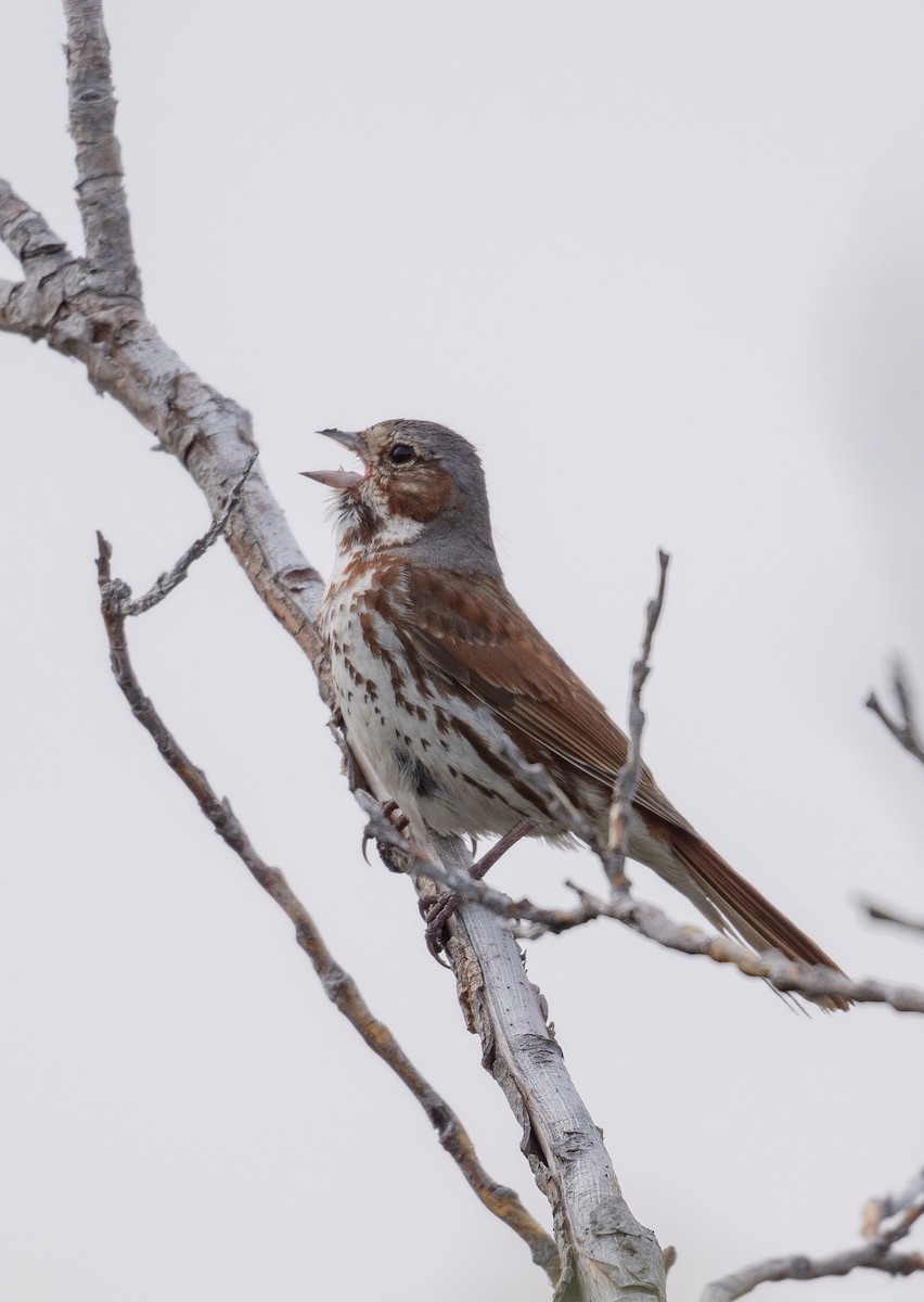strnadec kaštanový (ssp. iliaca/zaboria) - ML637929103