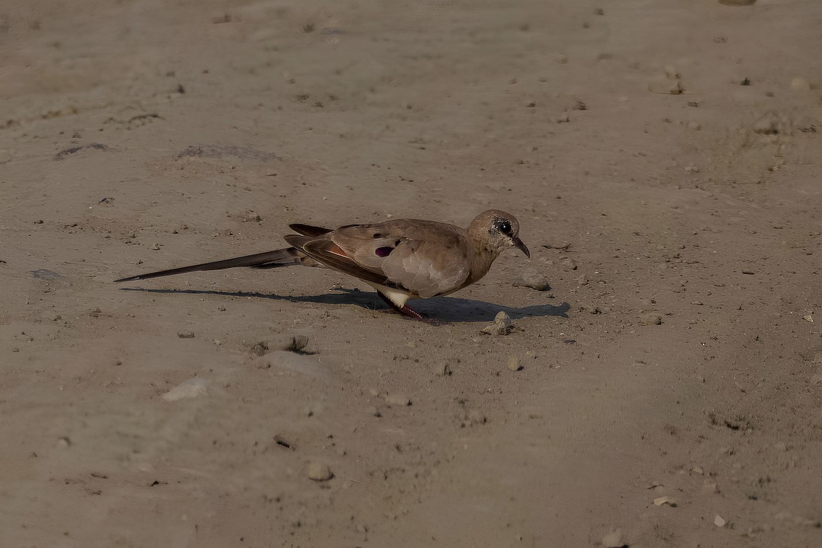 Namaqua Dove - ML637929107