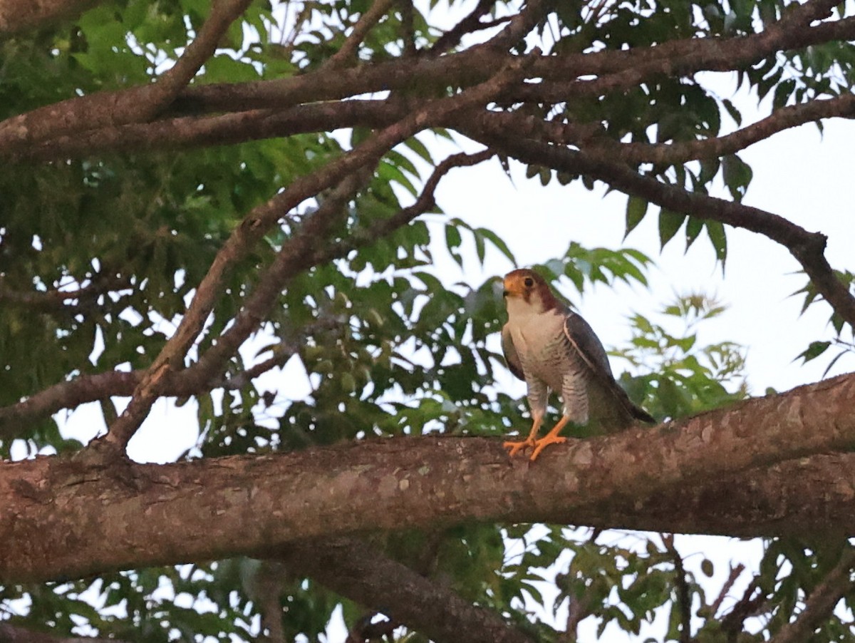 Red-necked Falcon - ML637929116