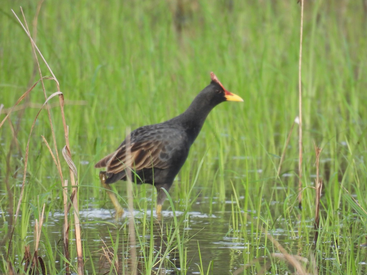 Watercock - Gani sama
