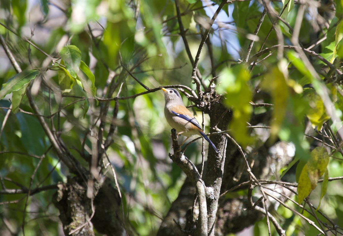 Blue-winged Minla - ML637929223