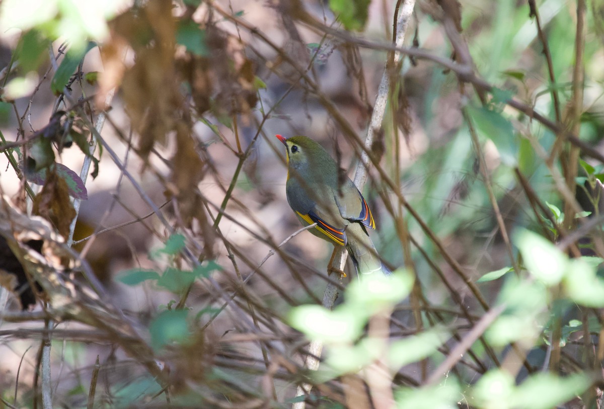 Red-billed Leiothrix - ML637929228