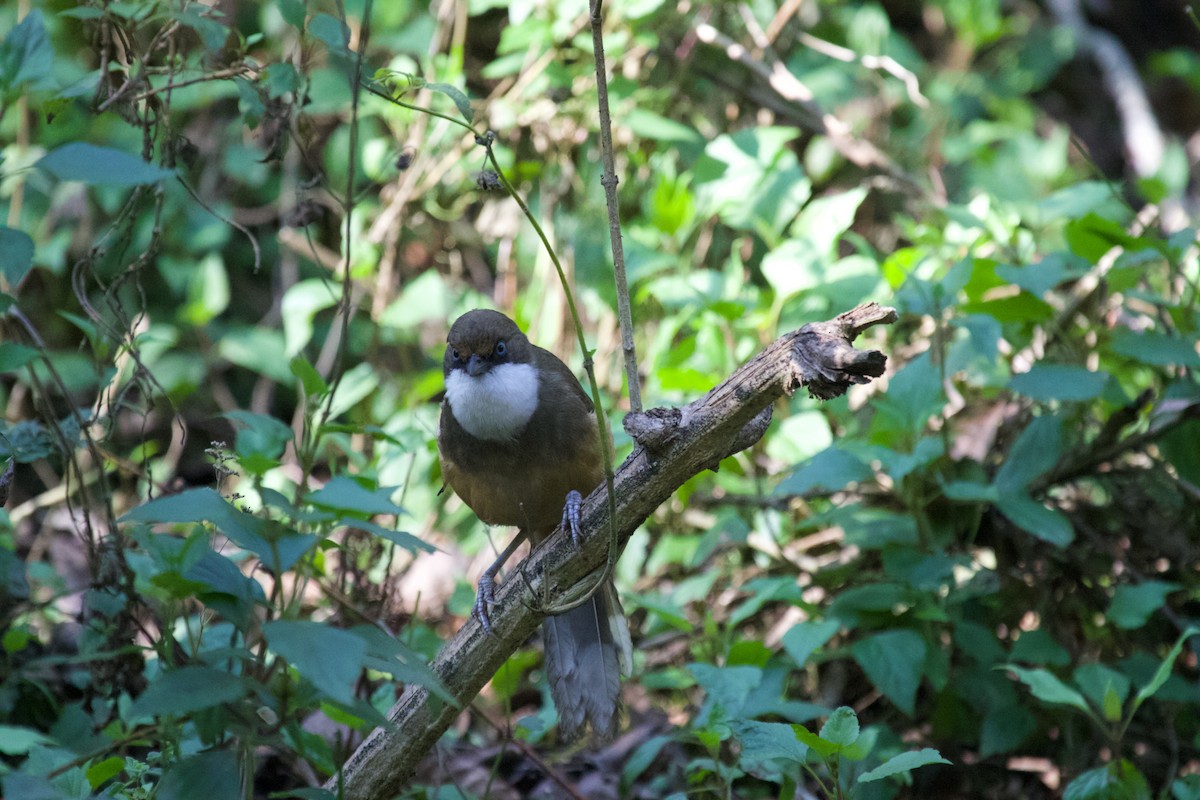 White-throated Laughingthrush - ML637929244