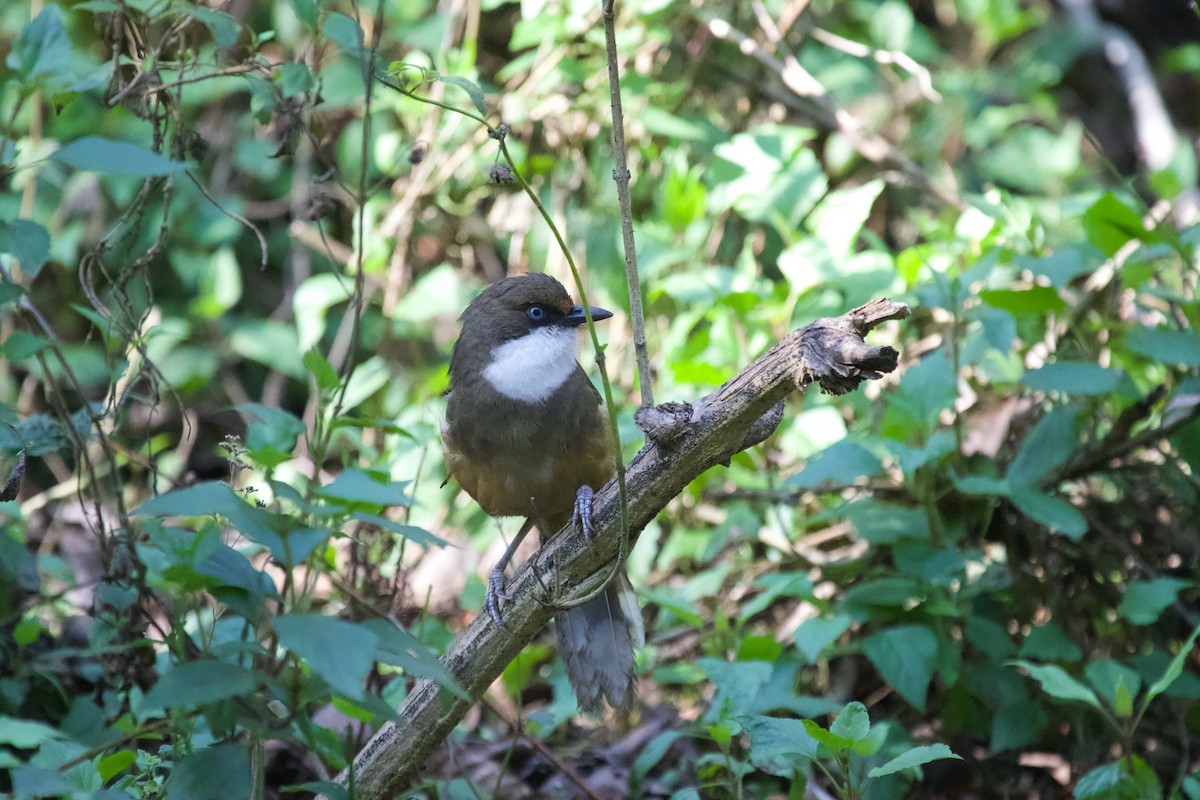 White-throated Laughingthrush - ML637929245