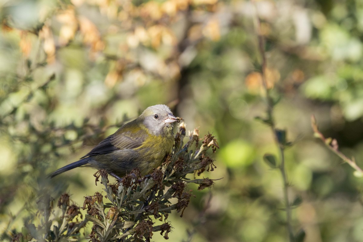 Patagonian Sierra Finch - ML637929247