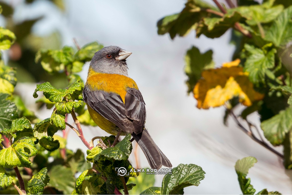 Patagonian Sierra Finch - ML637929248