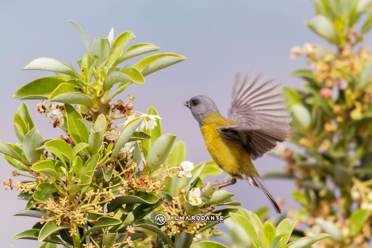 Patagonian Sierra Finch - ML637929249