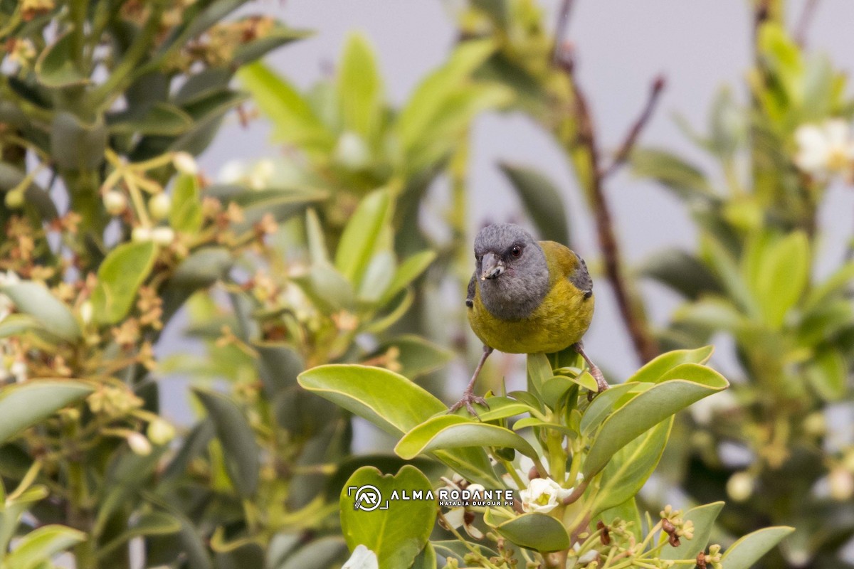 Patagonian Sierra Finch - ML637929250