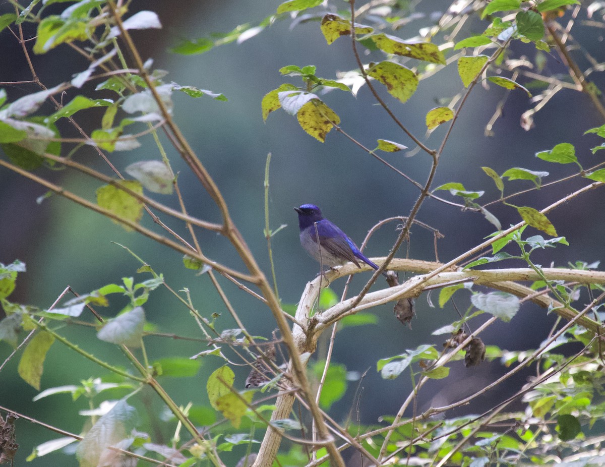 Small Niltava - ML637929254