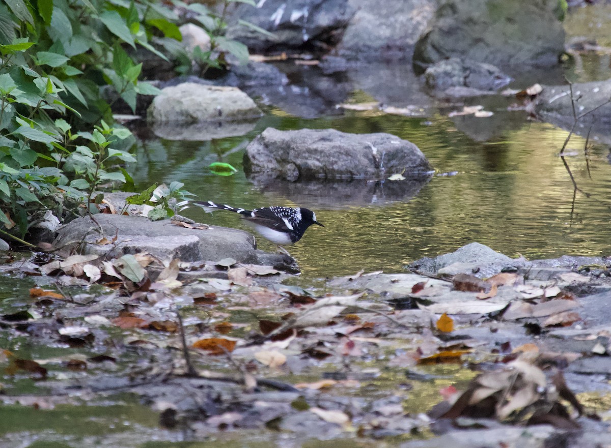 Spotted Forktail - ML637929259
