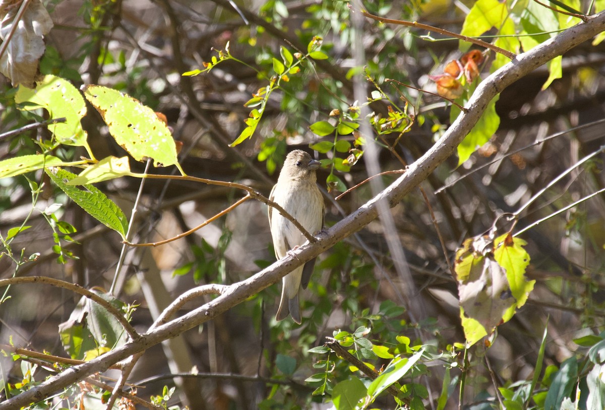 Улаавар бужмар - ML637929272
