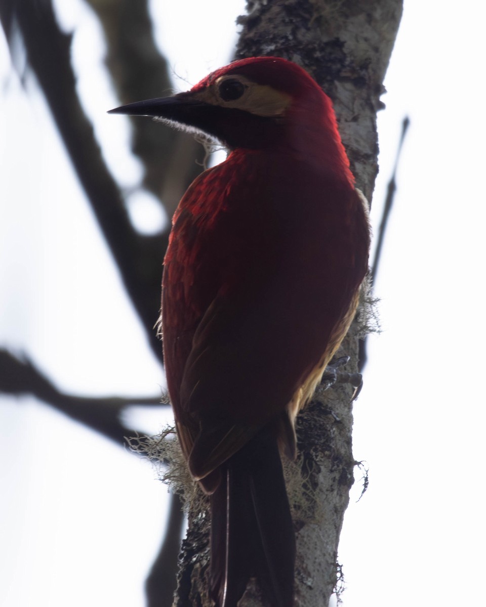Crimson-mantled Woodpecker - ML637929287