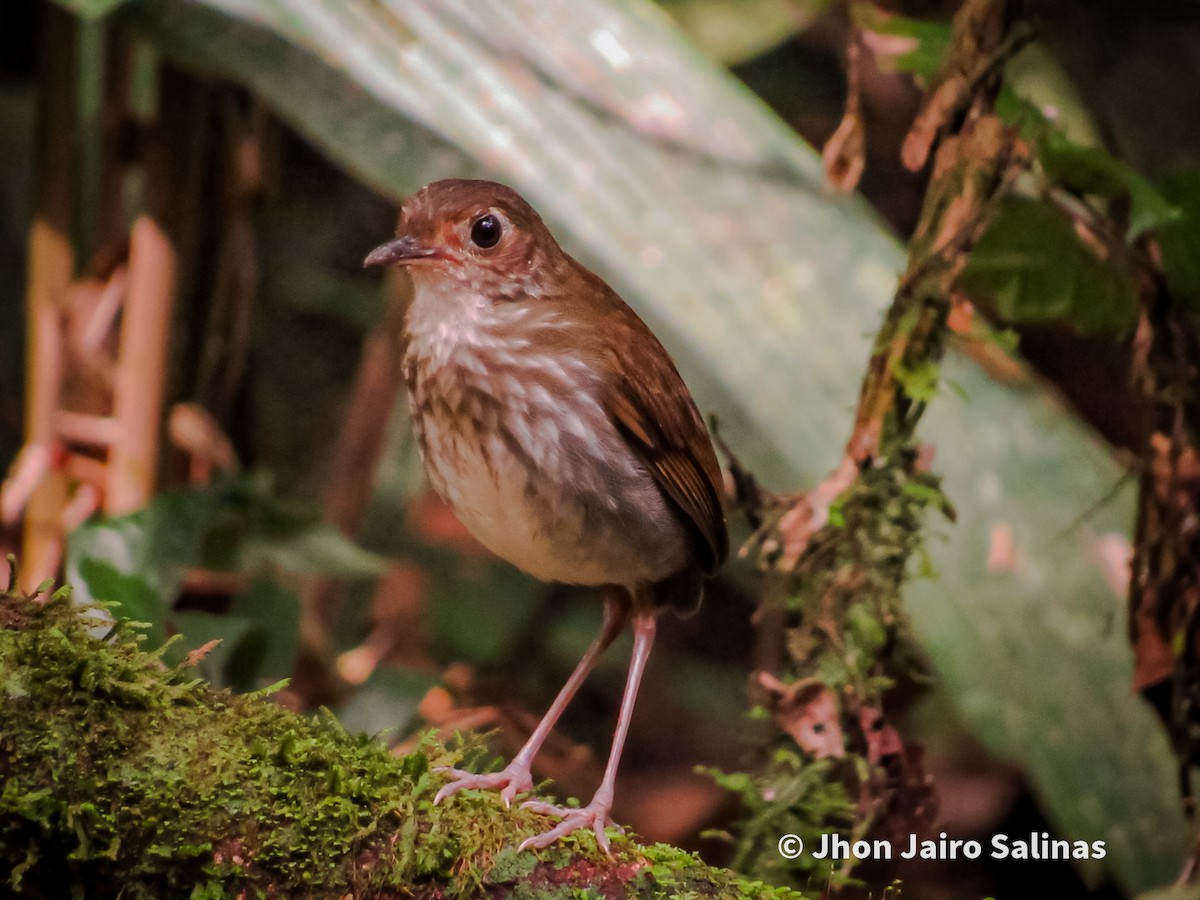 Thrush-like Antpitta - ML637929313