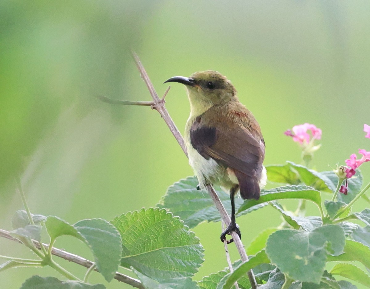 Däumlingsnektarvogel - ML637929318