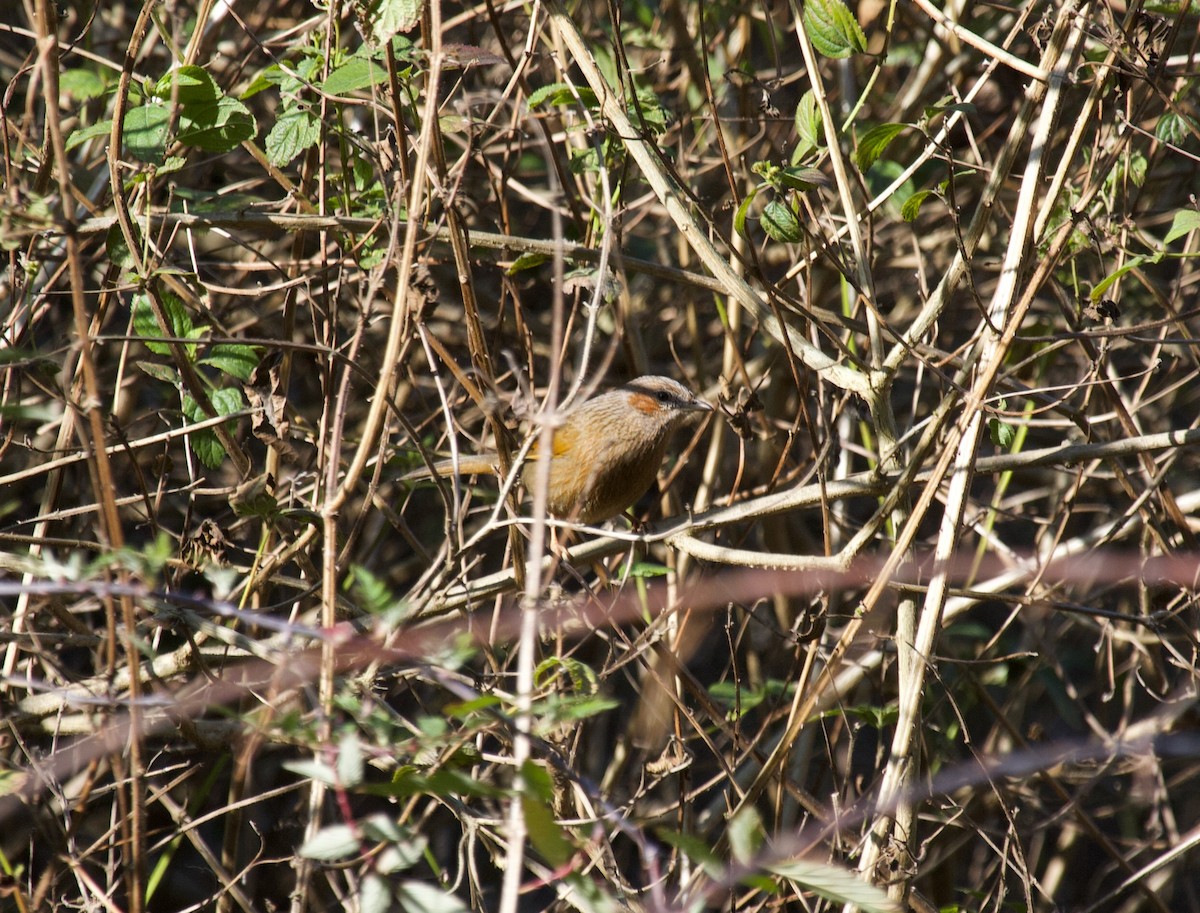 Streaked Laughingthrush - ML637929341