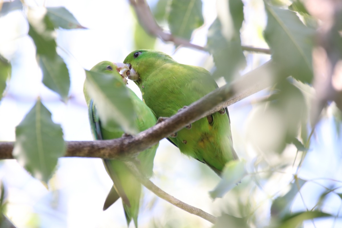 Cobalt-rumped Parrotlet - ML637929379