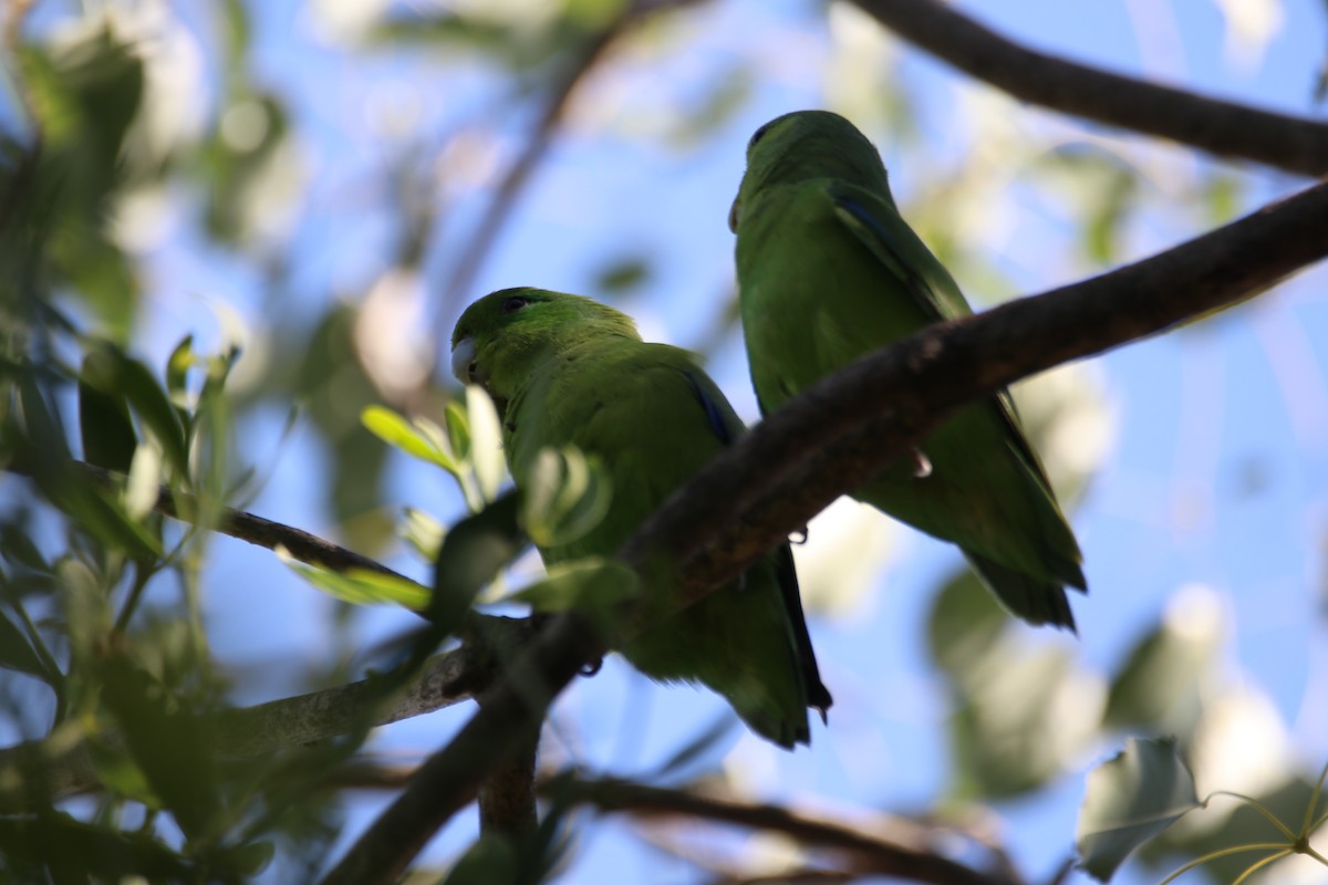 Cobalt-rumped Parrotlet - ML637929380